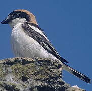 Woodchat Shrike