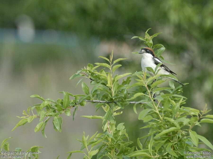 Woodchat Shrike male adult breeding, identification