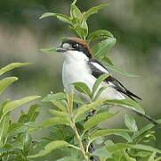 Woodchat Shrike