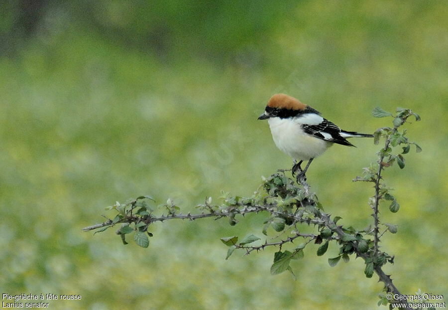 Pie-grièche à tête rousse mâle adulte nuptial, identification, Comportement