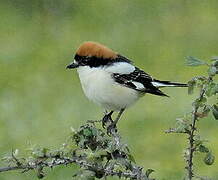 Woodchat Shrike