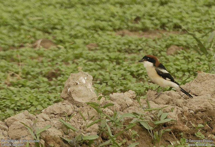 Woodchat Shrike male adult breeding, identification