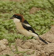 Woodchat Shrike