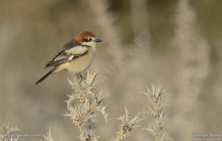 Woodchat Shrike female adult breeding, identification