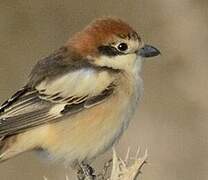 Woodchat Shrike