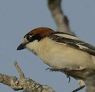 Woodchat Shrike