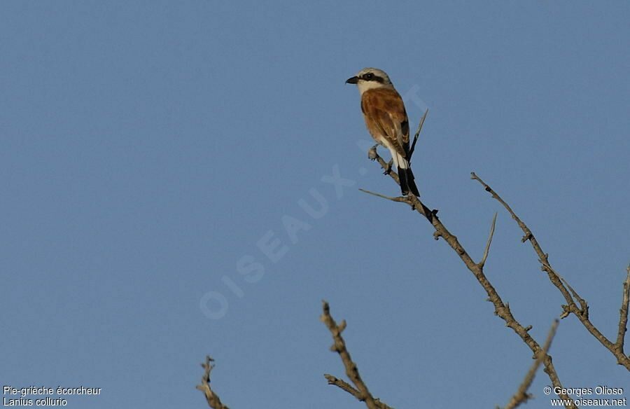 Red-backed Shrike male adult breeding, identification
