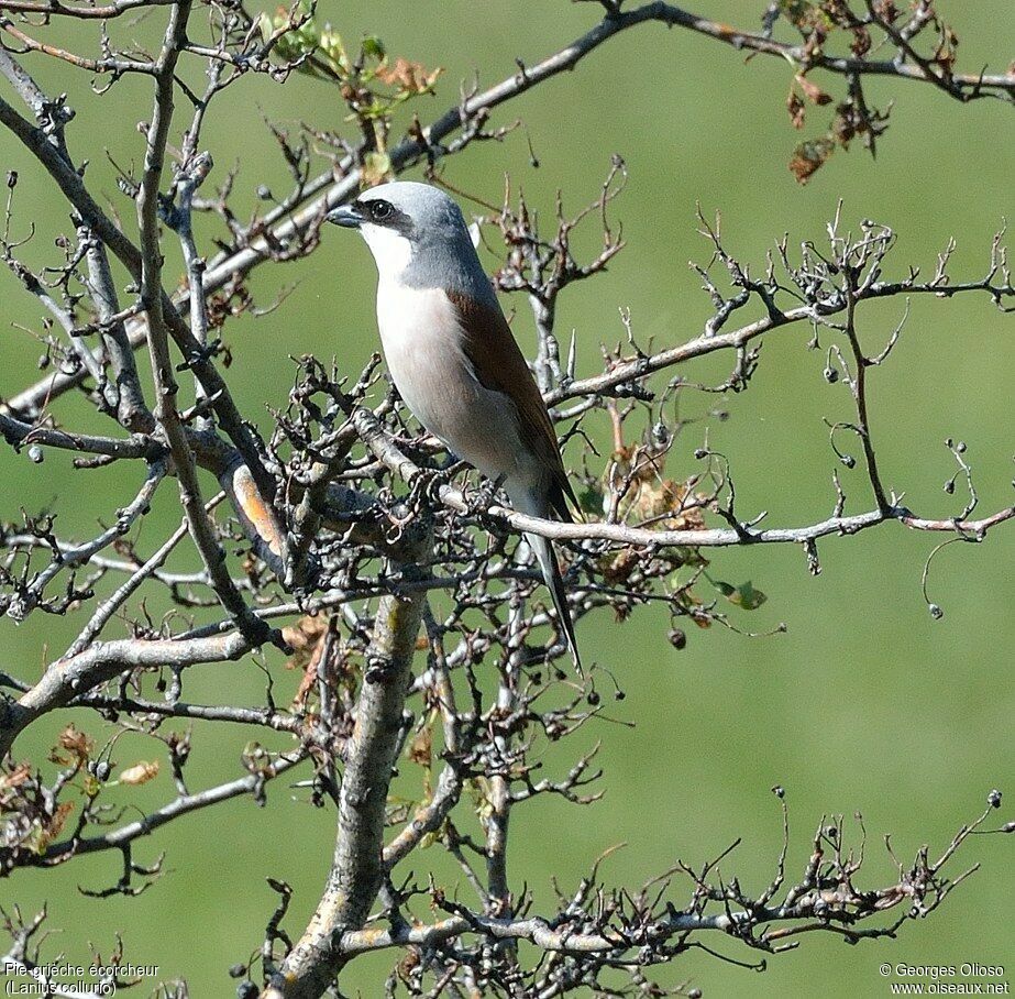 Pie-grièche écorcheur mâle adulte nuptial, identification