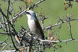 Red-backed Shrike