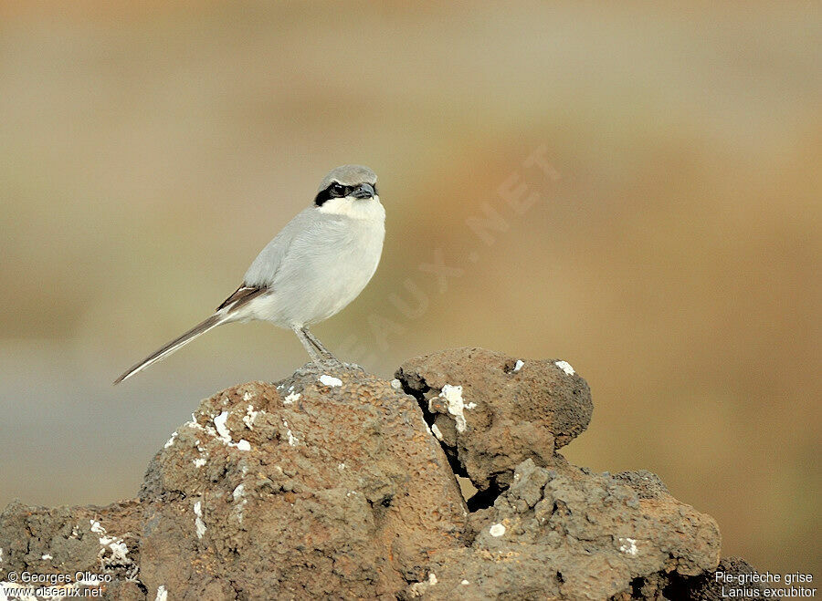 Great Grey Shrike male adult breeding