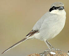 Great Grey Shrike