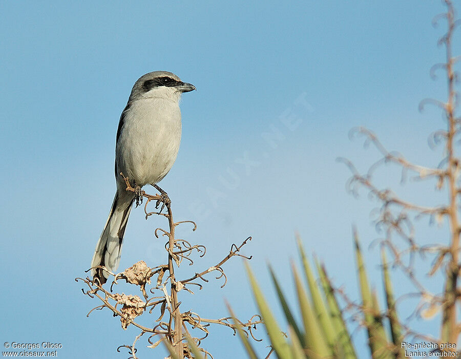 Great Grey Shrikeadult breeding