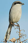 Great Grey Shrike