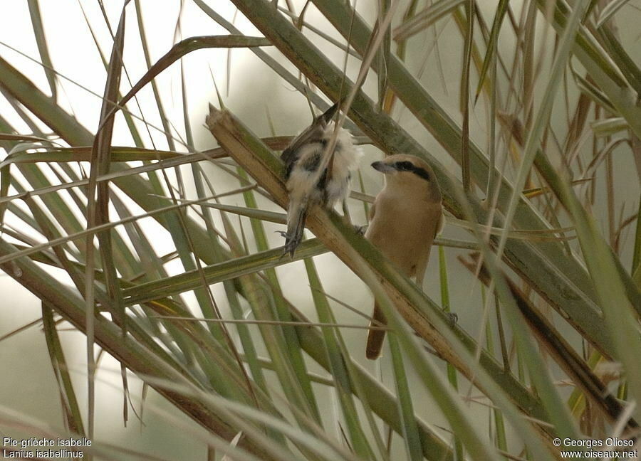 Isabelline Shrikeadult breeding, identification, feeding habits