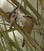 Isabelline Shrike