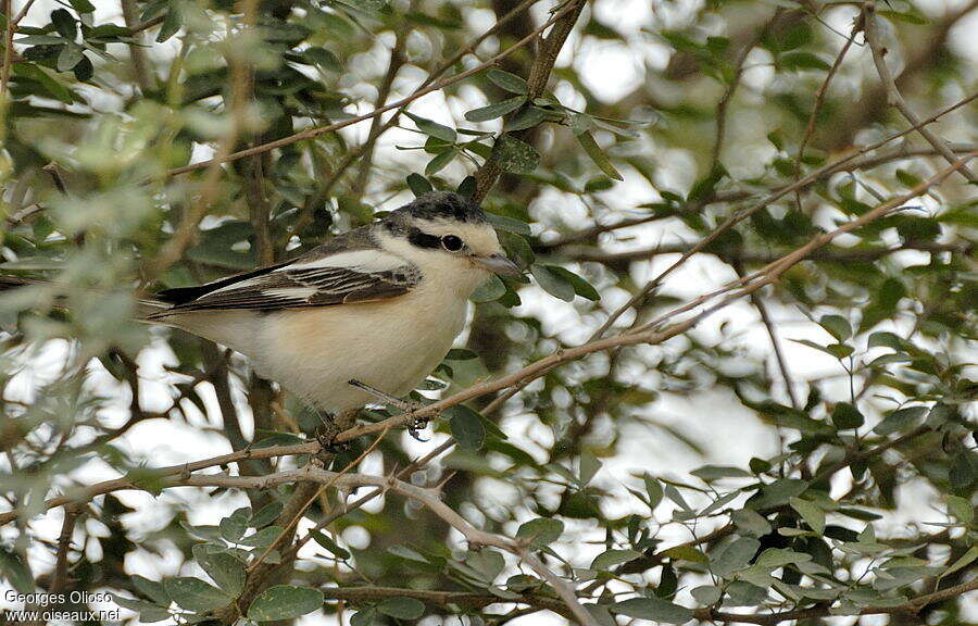 Pie-grièche masquée2ème année, identification