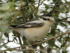 Masked Shrike