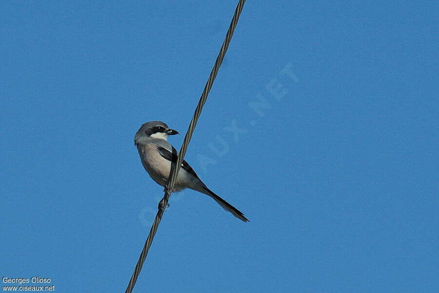 Iberian Grey Shrikeadult post breeding, identification