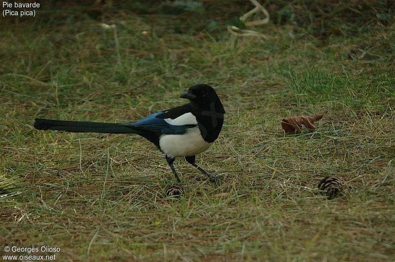 Eurasian Magpie