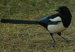 Eurasian Magpie