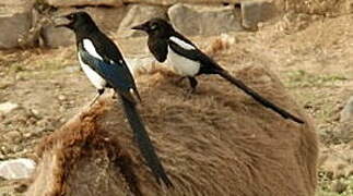 Eurasian Magpie