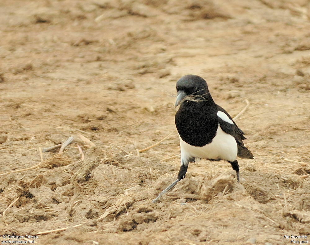 Eurasian Magpieadult breeding