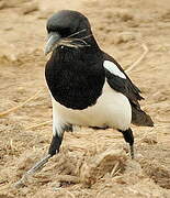 Eurasian Magpie