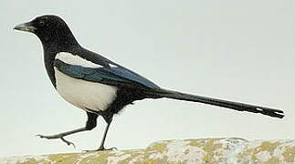 Eurasian Magpie