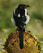 Eurasian Magpie