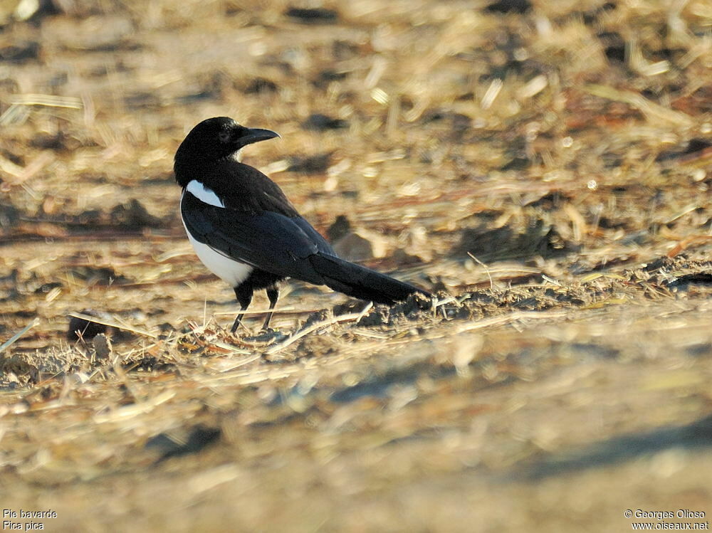 Eurasian Magpieadult post breeding