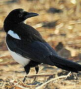 Eurasian Magpie