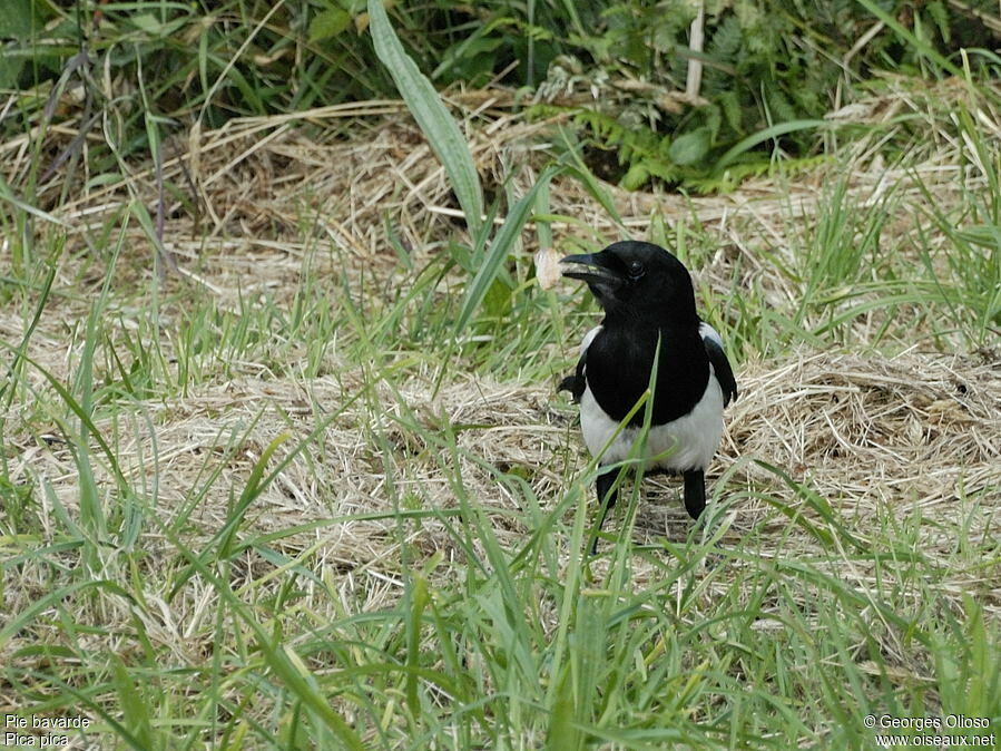 Eurasian Magpieadult breeding