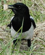 Eurasian Magpie