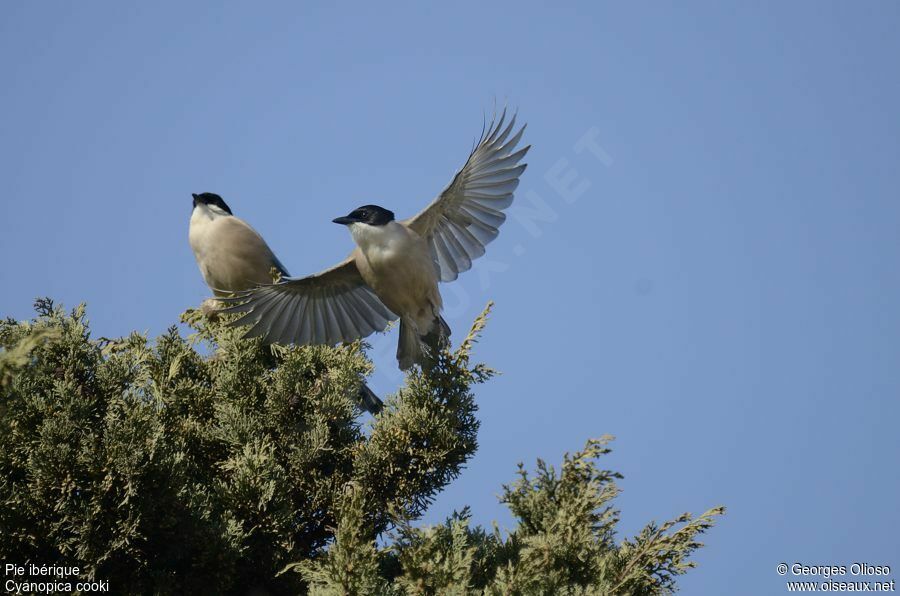 Iberian Magpieadult breeding, Flight