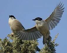 Iberian Magpie