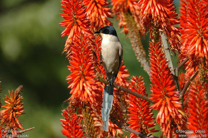 Iberian Magpieadult