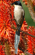 Iberian Magpie