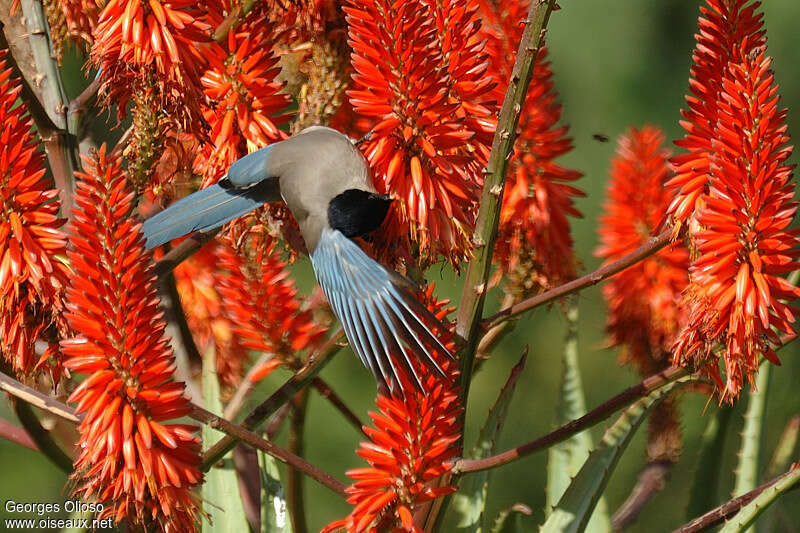 Iberian Magpieadult, eats