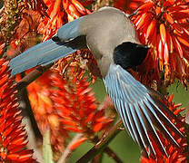 Iberian Magpie