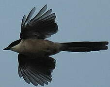 Iberian Magpie