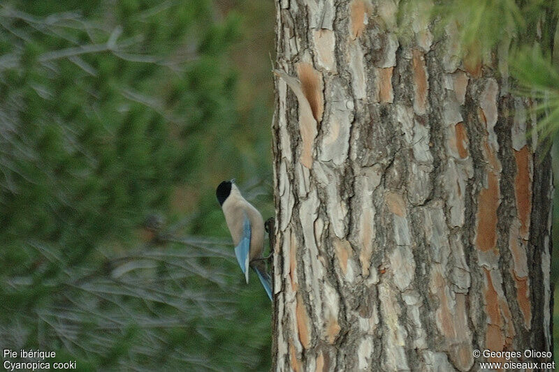 Iberian Magpieadult