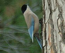 Iberian Magpie