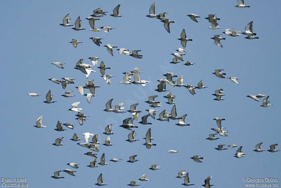 Rock Dove, Flight