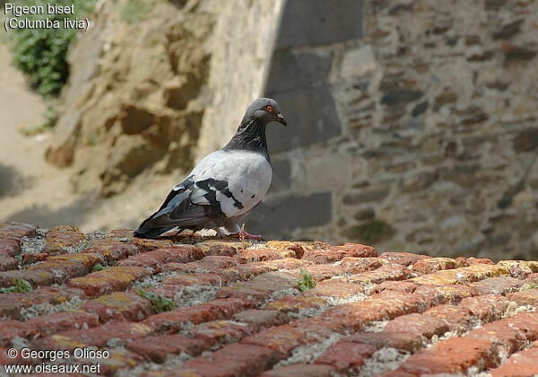 Rock Dove