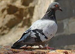 Pigeon biset