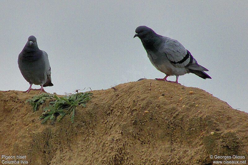 Pigeon bisetadulte internuptial