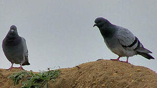 Pigeon biset