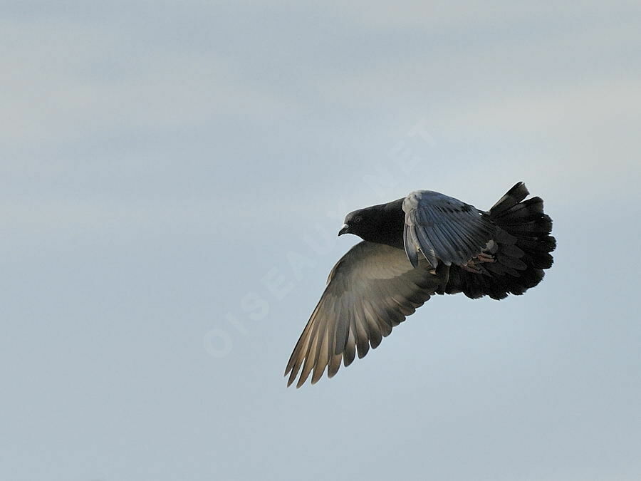 Pigeon bisetadulte nuptial