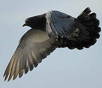 Rock Dove