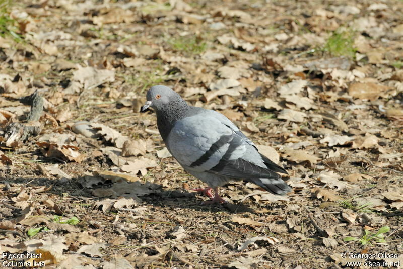 Pigeon biset mâle adulte nuptial, identification